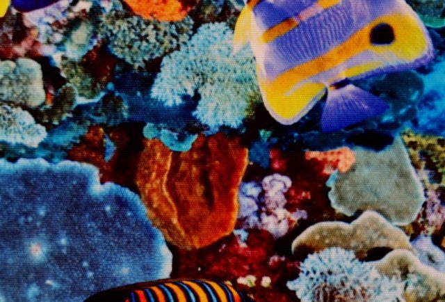 AMARYLLIS-SEAQUAL-LEM-566-770x434