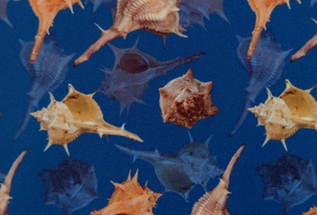 CAMELLIA-SEAQUAL-LEM-564-770x434