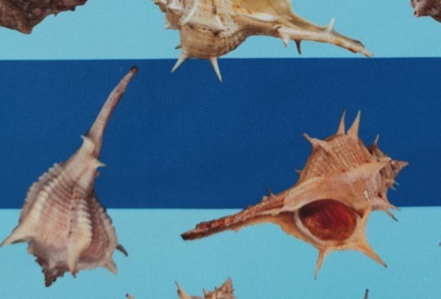 CARNATION-SEAQUAL-LEM-561-770x434