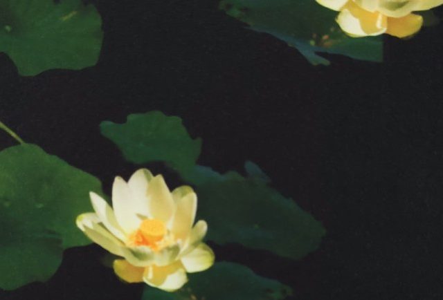 DAHLIA-NEW-LIFE-LEM-487-770x434