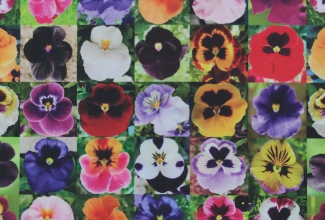 LILLY-NEW-LIFE-LEM-476-770x434